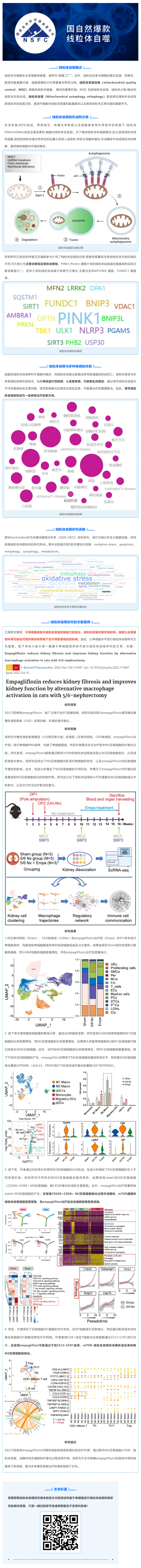 國(guó)自然爆款_一文吃透線粒體自噬機(jī)制和研究思路，趕緊收藏！